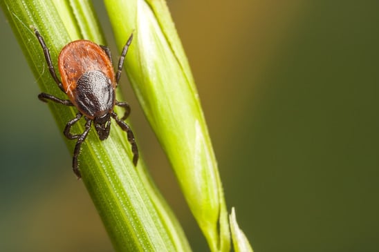 Lyme Disease and Natural Relief