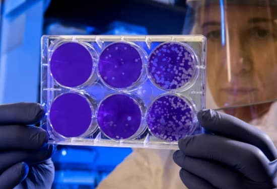 stem cells