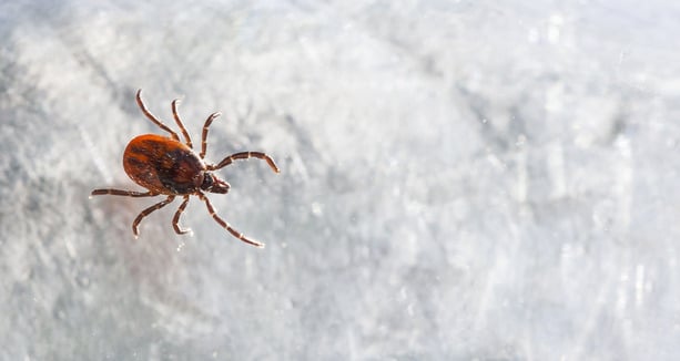 Close-up of a small red tick on a pale surface